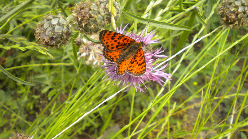 Farf.2 - Melitaea didyma e Lycaena virgaureae